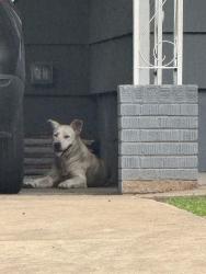 Found/Stray Unknown Dog last seen Flamingo rd and mt moriah, Memphis, TN 38117