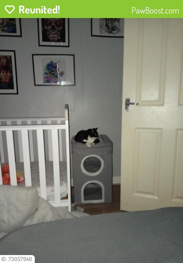 Reunited Female Cat last seen Underwood Street/ chapel street , Greater Manchester, England SK16 4QQ