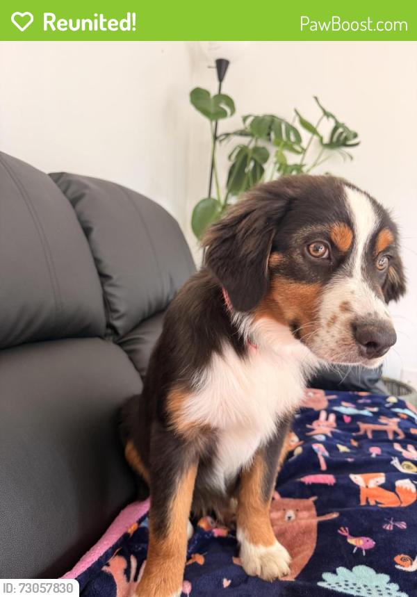 Reunited Male Dog last seen Near jimmy jhones , Kent, WA 98032