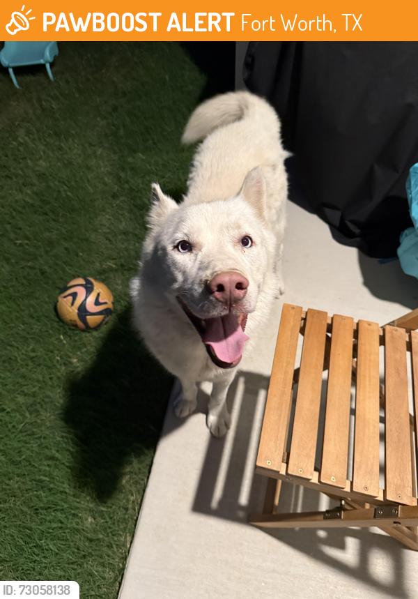 Found/Stray Male Dog last seen New build homes in community, Fort Worth, TX 76140