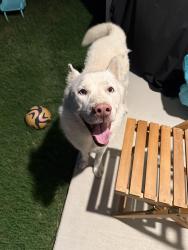 Found/Stray Male Dog last seen New build homes in community, Fort Worth, TX 76140