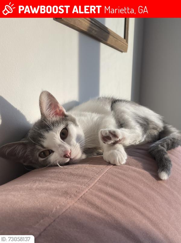 Lost Female Cat last seen Jim’s road and wigley, Marietta, GA 30066
