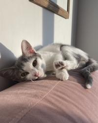 Lost Female Cat last seen Jim’s road and wigley, Marietta, GA 30066