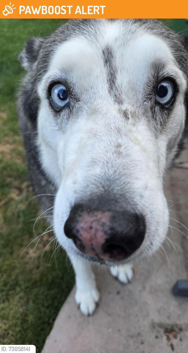 Found/Stray Female Dog last seen South Pierson Street, Jefferson County, CO 80127