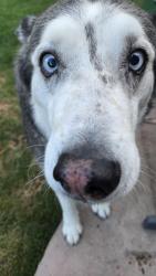 Found/Stray Female Dog last seen South Pierson Street, Jefferson County, CO 80127