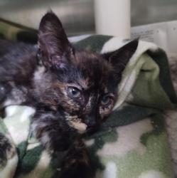 Shelter Stray Female Cat last seen DUMPED IFO OF PROVIDENCE, 1590 Fortmann Way, Alameda, CA 94501, USA