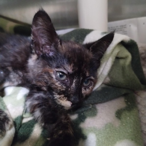 Shelter Stray Female Cat last seen DUMPED IFO OF PROVIDENCE, 1590 Fortmann Way, Alameda, CA 94501, USA