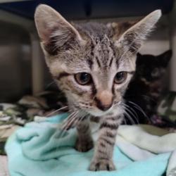 Shelter Stray Male Cat last seen DUMPED IFO OF PROVIDENCE, 1590 Fortmann Way, Alameda, CA 94501, USA