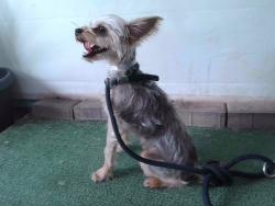 Shelter Stray Male Dog last seen , 4275 Elton St, Baldwin Park, CA 91706, USA