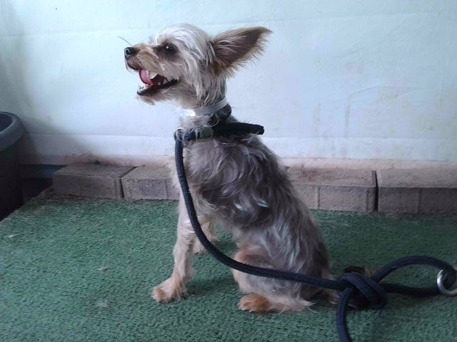 Shelter Stray Male Dog last seen , 4275 Elton St, Baldwin Park, CA 91706, USA
