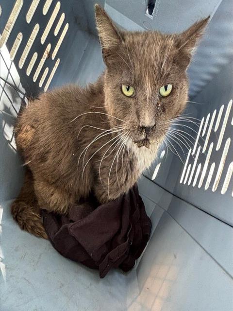 Shelter Stray Male Cat last seen , 4275 Elton St, Baldwin Park, CA 91706, USA