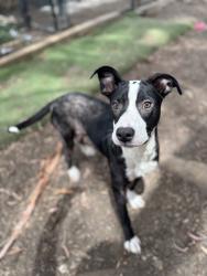 Shelter Stray Male Dog last seen HOWE CT., 1950 Stevenson Blvd, Fremont, CA 94538, USA