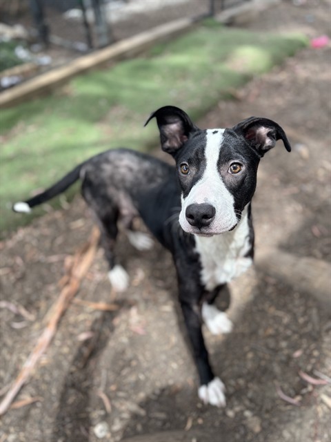 Shelter Stray Male Dog last seen HOWE CT., 1950 Stevenson Blvd, Fremont, CA 94538, USA