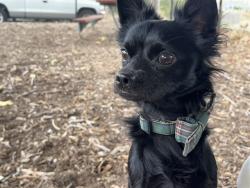 Shelter Stray Male Dog last seen HARVEY GREEN ELEMENTARY, 1950 Stevenson Blvd, Fremont, CA 94538, USA