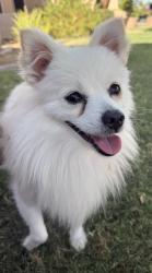 Found/Stray Female Dog last seen 73rd Ave and Pershing Ave, Peoria, AZ 85381