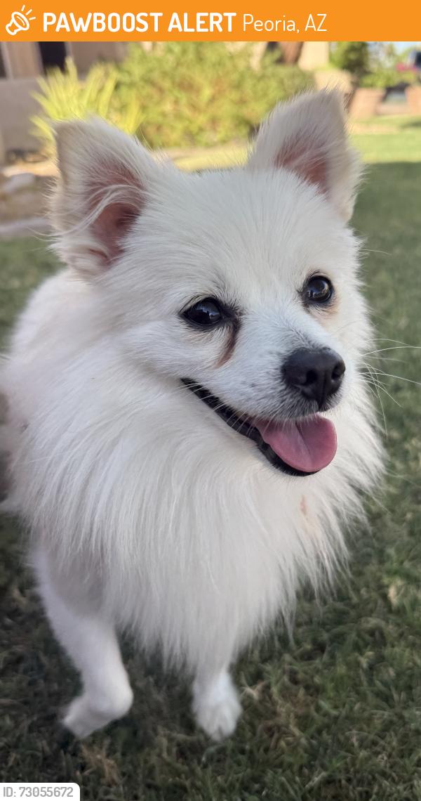 Found/Stray Female Dog last seen 73rd Ave and Pershing Ave, Peoria, AZ 85381