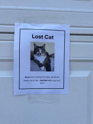 Lost Female Cat last seen Caminito Amor Laguna Village, Laguna Hills, CA 92653