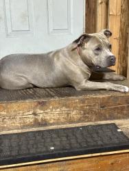 Reunited Female Dog last seen Stelio’s Restaurant, Merrillville, IN 46410