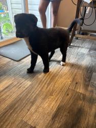 Found/Stray Female Dog last seen 20/26, Caldwell, ID 83605