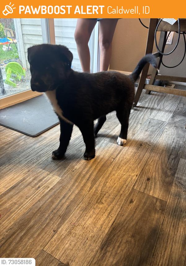 Found/Stray Female Dog last seen 20/26, Caldwell, ID 83605