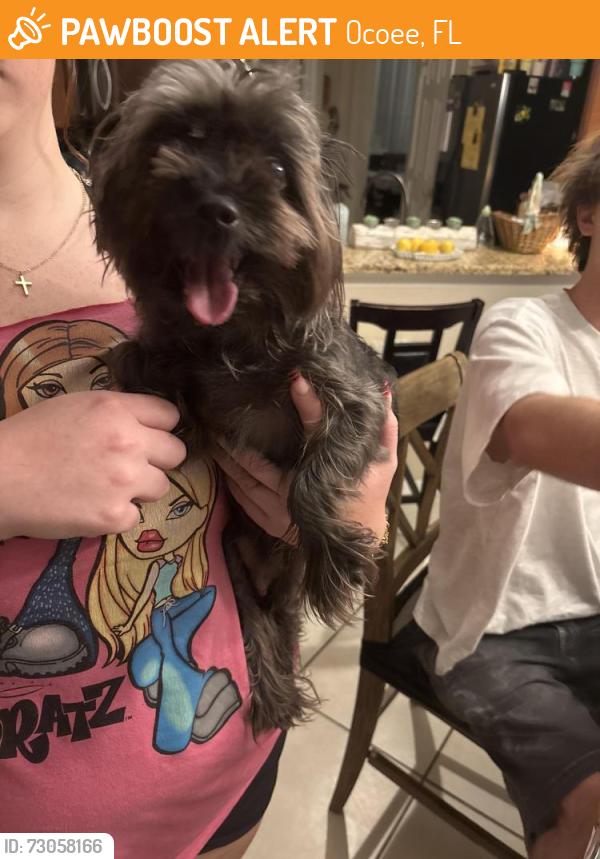 Found/Stray Unknown Dog last seen Hire Circle, Ocoee, FL 34761