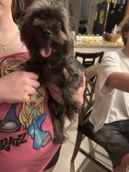 Found/Stray Unknown Dog last seen Hire Circle, Ocoee, FL 34761