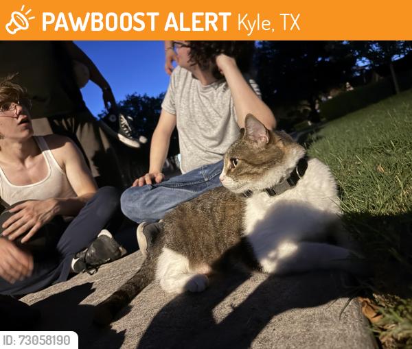 Found/Stray Unknown Cat last seen Beau Lane, Kyle, TX 78640