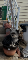 Lost Male Dog last seen FultonSt and Union St, Aurora, IL 60505