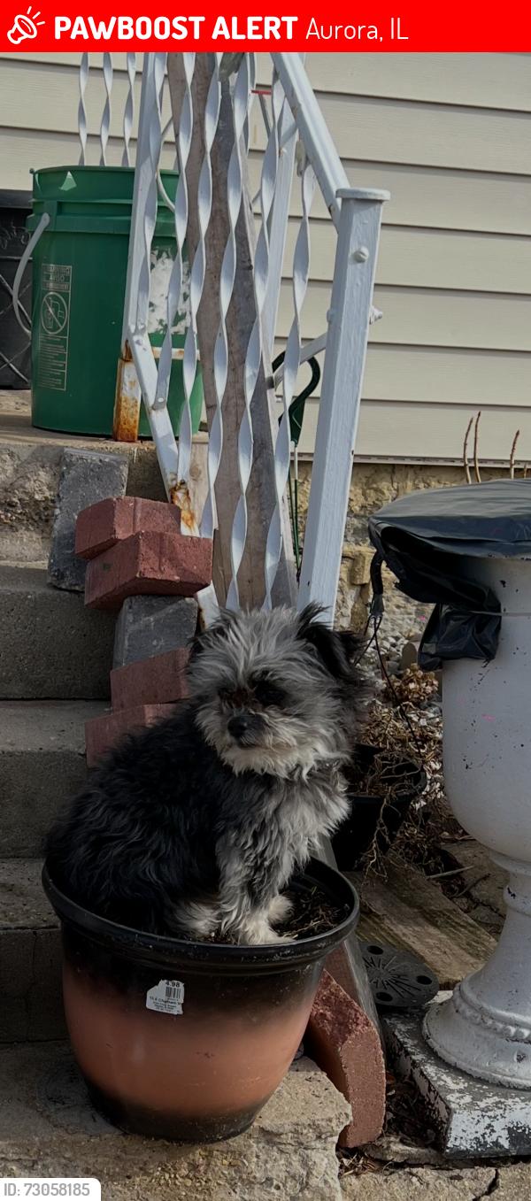 Lost Male Dog last seen FultonSt and Union St, Aurora, IL 60505