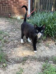 Found/Stray Female Cat last seen Edgemont Street, Salisbury Ave, Grace Baptist Church, Albemarle, NC 28001