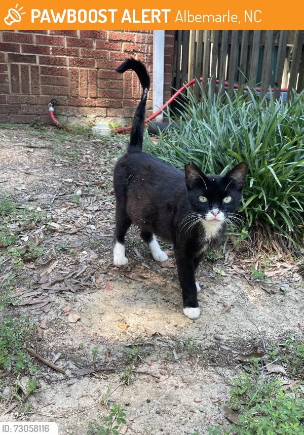 Found/Stray Female Cat last seen Edgemont Street, Salisbury Ave, Grace Baptist Church, Albemarle, NC 28001