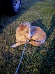 Reunited Female Dog last seen 19/Cherry Lake, Groveland, FL 34753