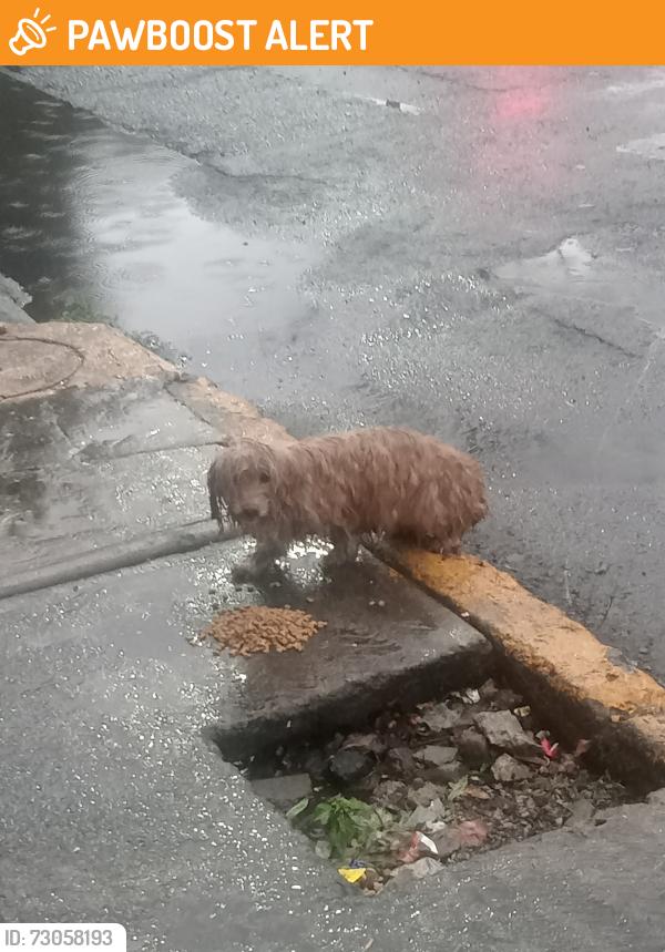 Found/Stray Unknown Dog last seen Avenida Río de los Remedios Ampliación Progreso Nacional, GAM, Ciudad de México, CDMX 