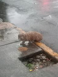 Found/Stray Unknown Dog last seen Avenida Río de los Remedios Ampliación Progreso Nacional, GAM, Ciudad de México, CDMX 