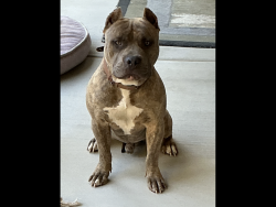 Found/Stray Male Dog last seen Mesa Linda and Luna, Victorville, CA 92392