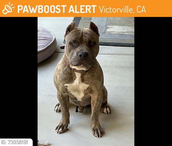 Found/Stray Male Dog last seen Mesa Linda and Luna, Victorville, CA 92392