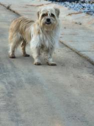 Found/Stray Unknown Dog last seen Victory and Harb, Archdale, NC 27263