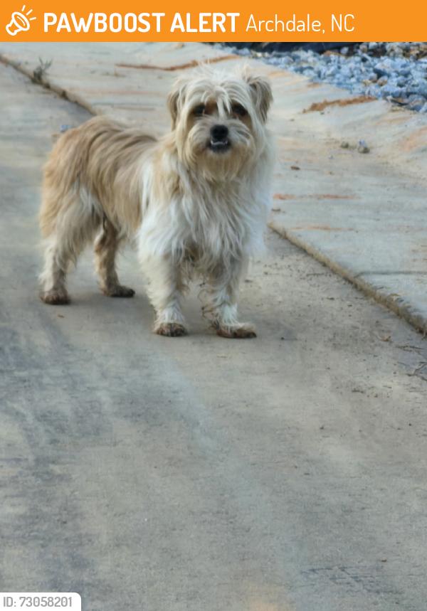 Found/Stray Unknown Dog last seen Victory and Harb, Archdale, NC 27263
