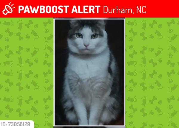 Lost Female Cat last seen Kerley rd/carramore ln, Durham, NC 27705