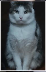 Lost Female Cat last seen Kerley rd/carramore ln, Durham, NC 27705