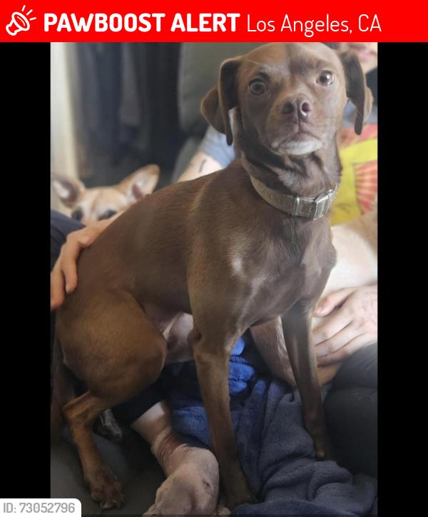 Lost Male Dog last seen Near De Soto Ave. Winnetka Ca 91306, Los Angeles, CA 91303
