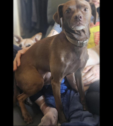 Lost Male Dog last seen Near De Soto Ave. Winnetka Ca 91306, Los Angeles, CA 91303