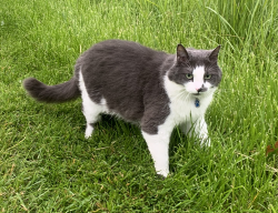 Lost Male Cat last seen Lakemoor subdivision, near Colchester and E Fishing Creek Lane, Eagle, ID 83616