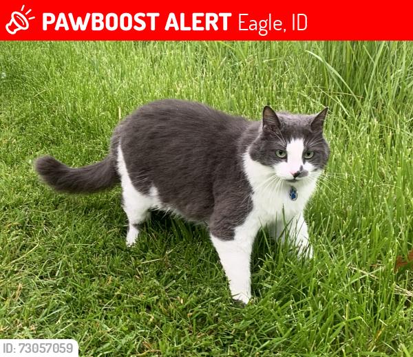 Lost Male Cat last seen Lakemoor subdivision, near Colchester and E Fishing Creek Lane, Eagle, ID 83616