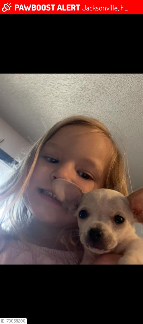 Lost Male Dog last seen McCormick rd and monument rd Jacksonville Florida, Jacksonville, FL 32225