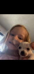 Lost Male Dog last seen McCormick rd and monument rd Jacksonville Florida, Jacksonville, FL 32225