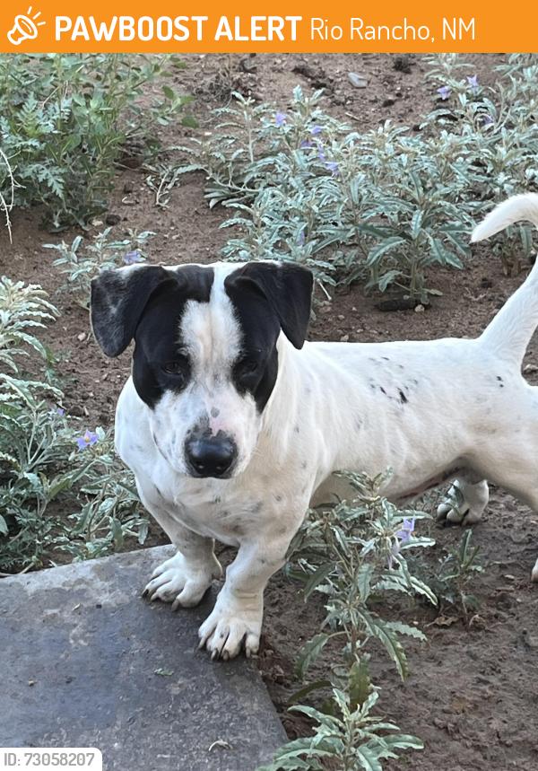 Found/Stray Male Dog last seen school, Rio Rancho, NM 87124