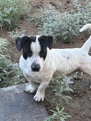 Found/Stray Male Dog last seen school, Rio Rancho, NM 87124