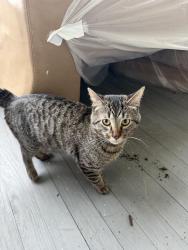 Found/Stray Male Cat last seen Bunts and Franklin, Lakewood, OH 44107
