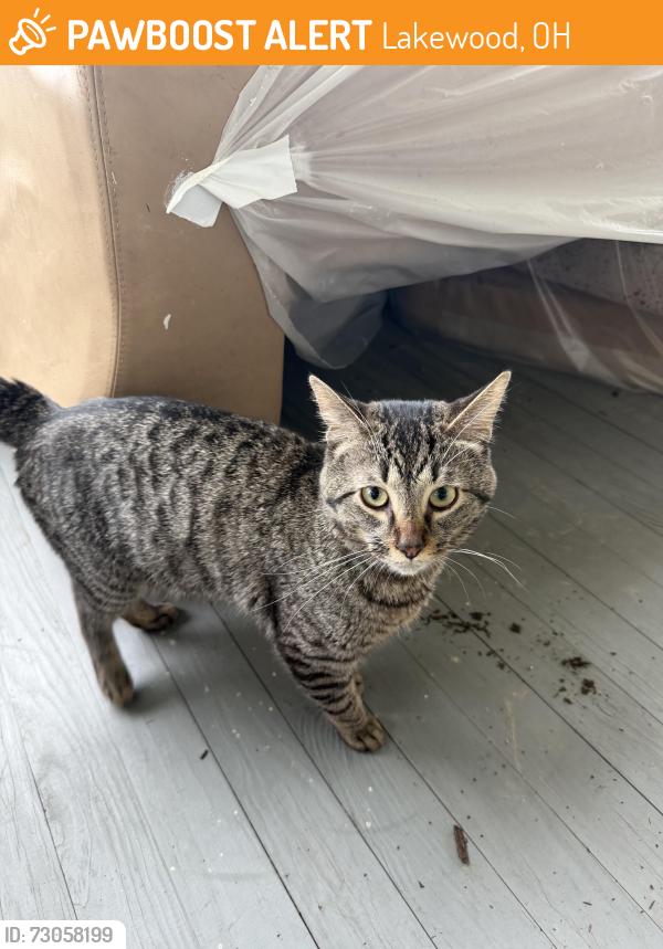 Found/Stray Male Cat last seen Bunts and Franklin, Lakewood, OH 44107